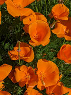 bug color:green color:orange flower fly insect subject:animal subject:plant type:photograph // 2000x2667 // 565KB