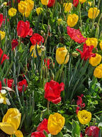 bud color:green color:red flower subject:plant type:photograph // 2000x2667 // 985KB