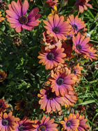 color:orange color:pink flower subject:plant type:photograph // 2000x2667 // 844KB