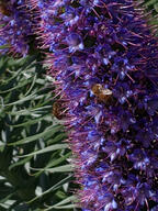 bee bug color:green color:violet flower insect subject:animal subject:plant type:photograph // 2000x2667 // 652KB