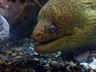 eel fish fish_tank moray_eel subject:animal type:photograph // 2667x2000 // 441KB