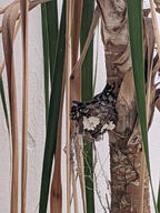 bird dry_leaf hummingbird nest nestling subject:animal subject:plant type:photograph wall // 2000x2667 // 535KB