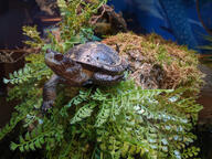 color:green subject:animal subject:plant turtle type:photograph // 2667x2000 // 954KB