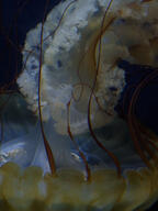jellyfish subject:animal type:photograph // 2000x2667 // 273KB
