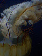 jellyfish subject:animal type:photograph // 2000x2667 // 283KB