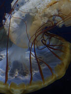 jellyfish subject:animal type:photograph // 2000x2667 // 344KB