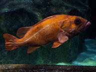 color:orange fish subject:animal type:photograph // 2667x2000 // 477KB