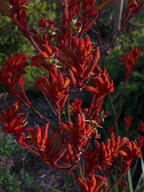 color:red flower subject:plant type:photograph // 2000x2667 // 613KB