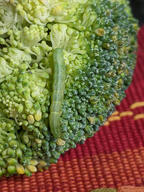 broccoli bug caterpillar color:green color:red insect subject:animal subject:plant type:photograph // 2000x2667 // 684KB