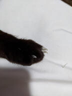 brown_fur cat claw fabric paw subject:animal type:photograph // 2000x2667 // 286KB