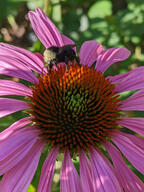 bug bumblebee color:pink flower insect subject:animal subject:plant type:photograph // 2000x2667 // 536KB