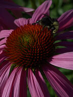 bug bumblebee color:pink flower insect subject:animal subject:plant type:photograph // 2000x2667 // 412KB