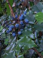 berry color:blue color:green fruit subject:plant type:photograph // 2000x2667 // 615KB