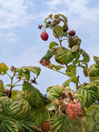 berry color:blue color:green color:red fruit leaf_scorching sky subject:plant type:photograph // 2000x2667 // 609KB