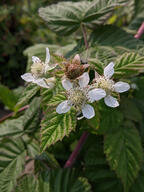 color:green flower subject:plant type:photograph // 2000x2667 // 466KB