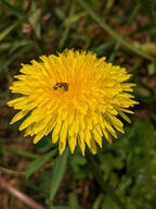 bee bug color:green color:yellow flower insect subject:animal subject:plant type:photograph // 2000x2667 // 496KB