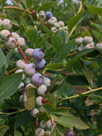berry color:green color:violet fruit leaf_scorching subject:plant type:photograph // 2000x2667 // 571KB