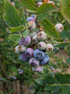 berry color:green color:violet fruit leaf_scorching spiderweb subject:plant type:photograph // 2000x2667 // 533KB