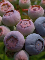 berry color:blue color:green color:violet fruit subject:plant type:photograph // 2000x2667 // 426KB